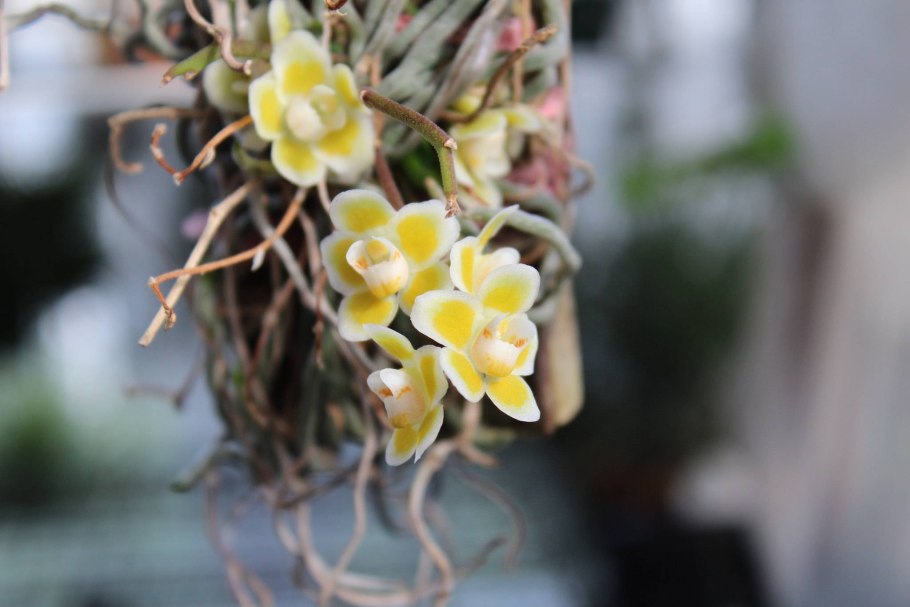 Шилошиста viridiflava