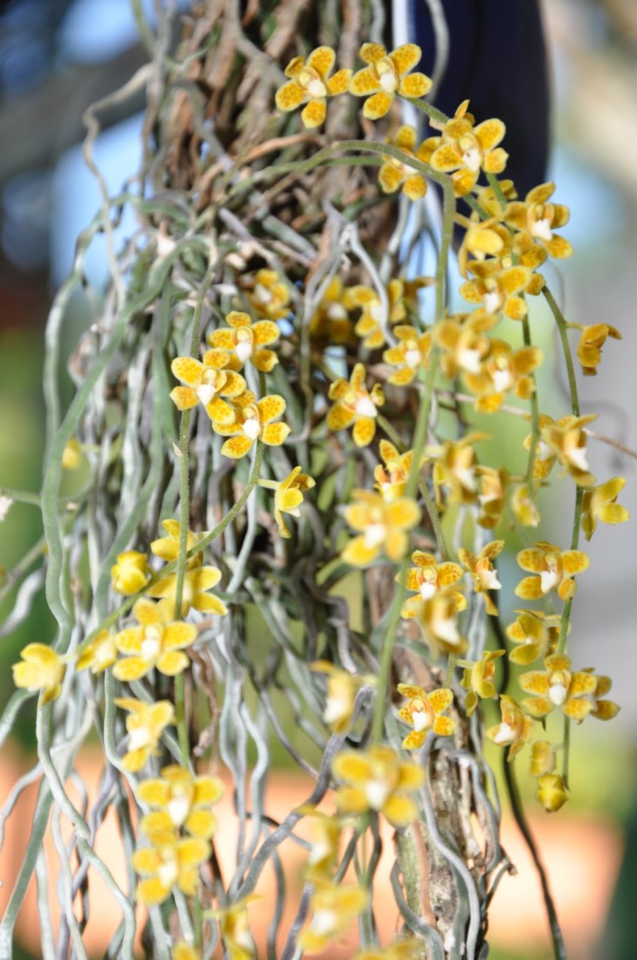 Орхидея Шилошиста Лунифера