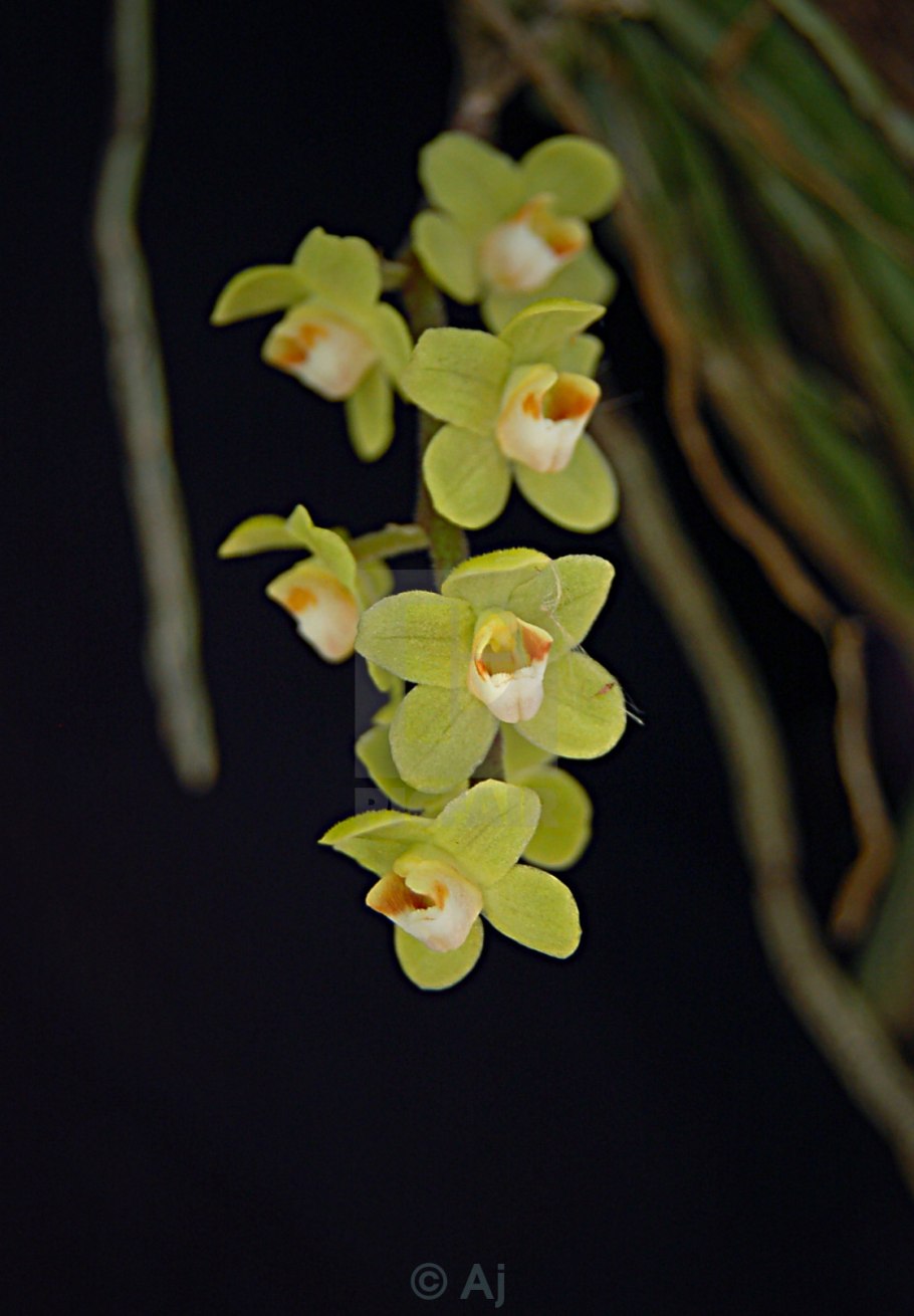 Чилочиста Лунифера