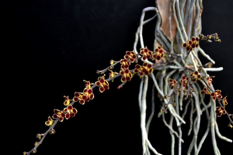 Chiloschista nakornpanomensis