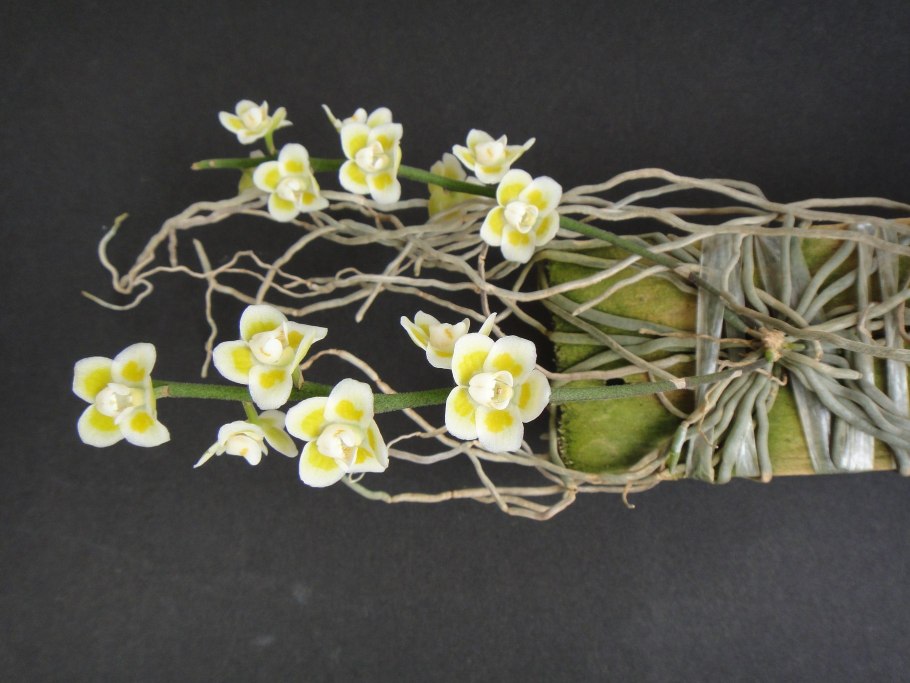 Шилошиста Лунифера