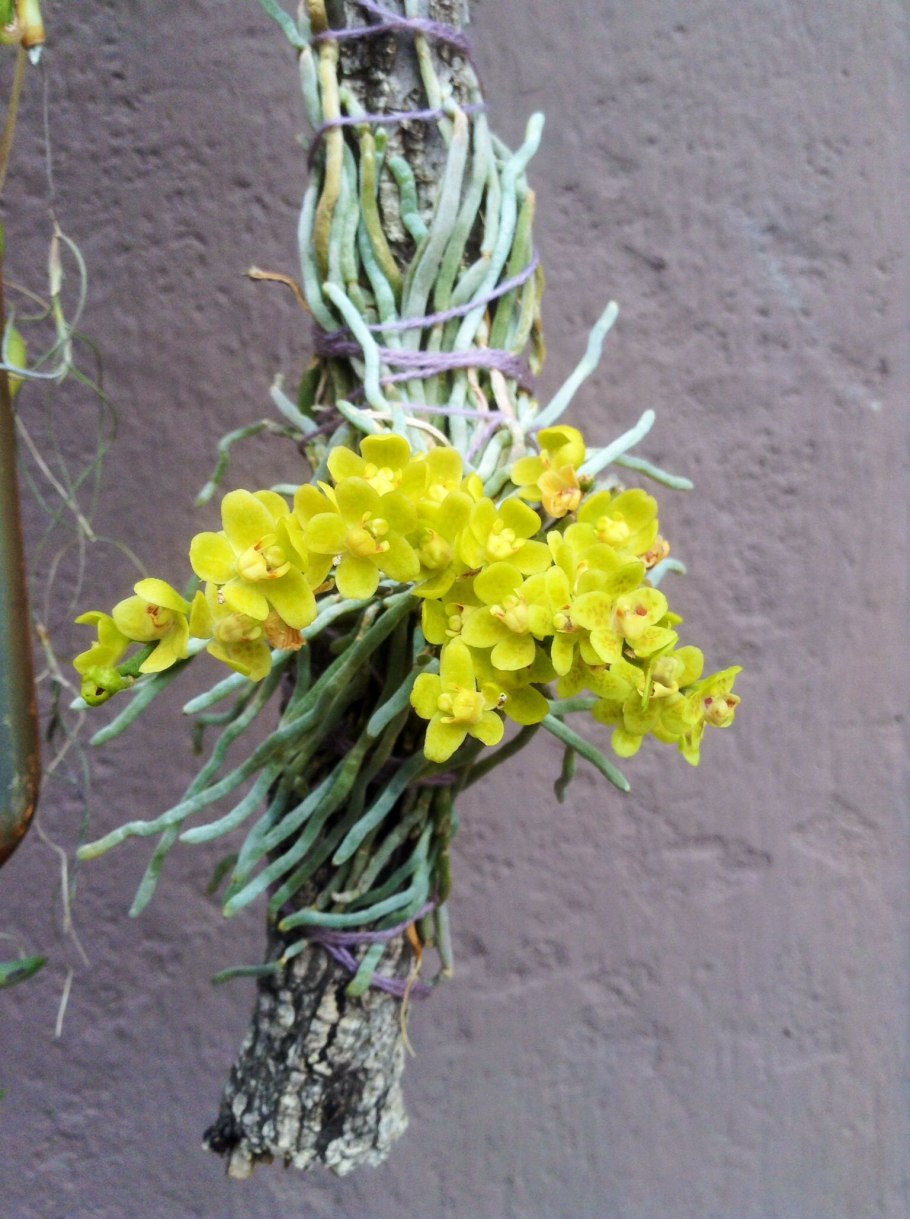 Taeniophyllum pusillum × sib