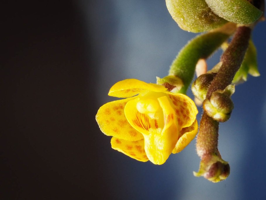 Chiloschista viridiflava