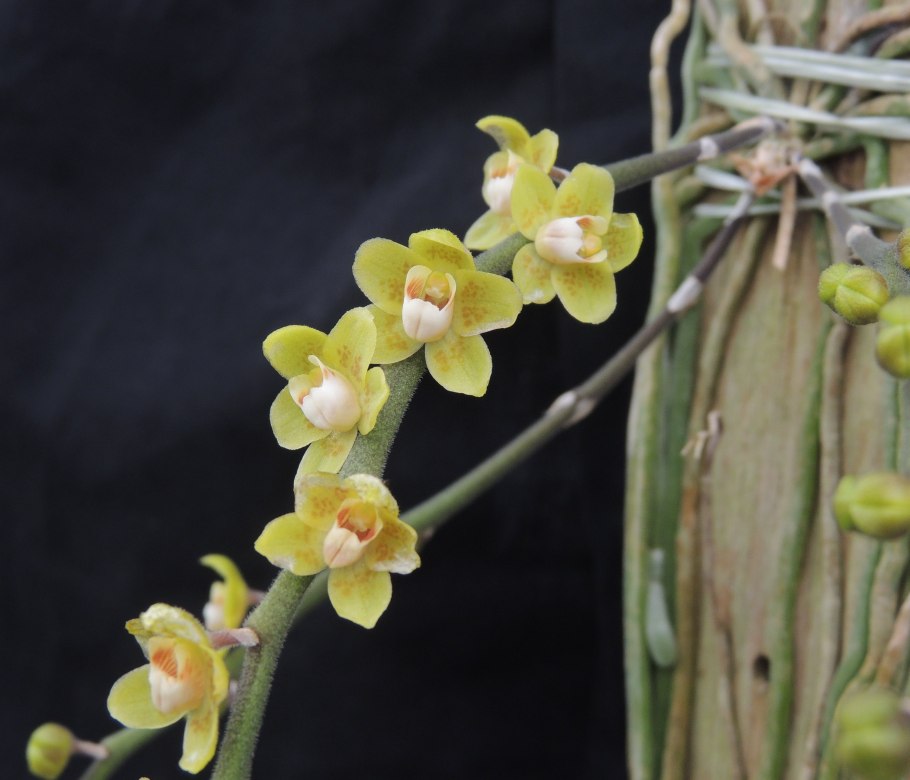 Шилошиста viridiflava