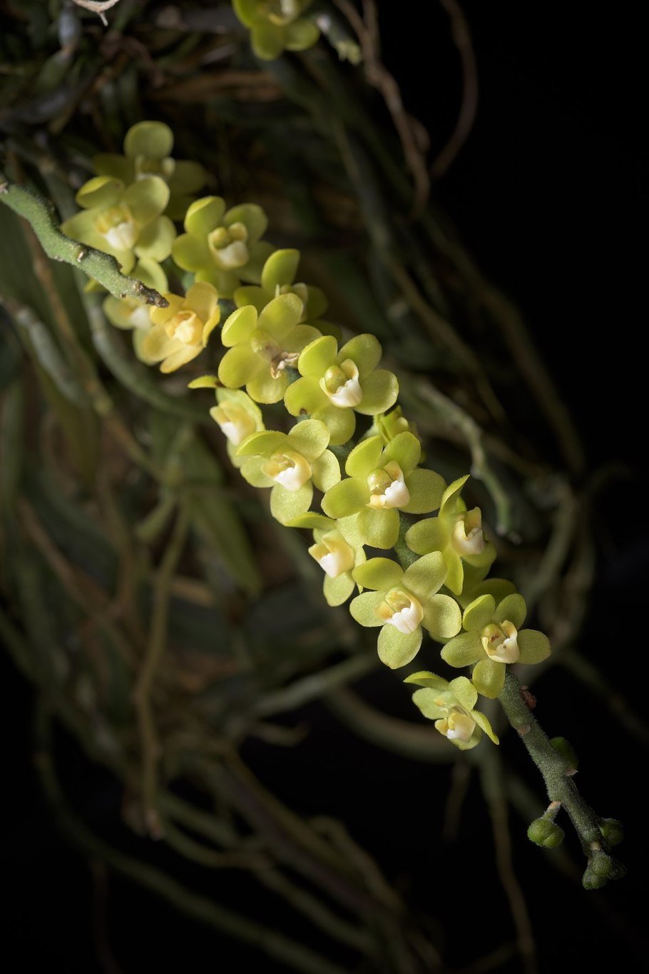 L Chiloschista parishii