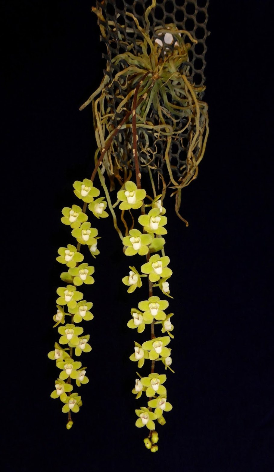 Орхидея Chiloschista viridiflora