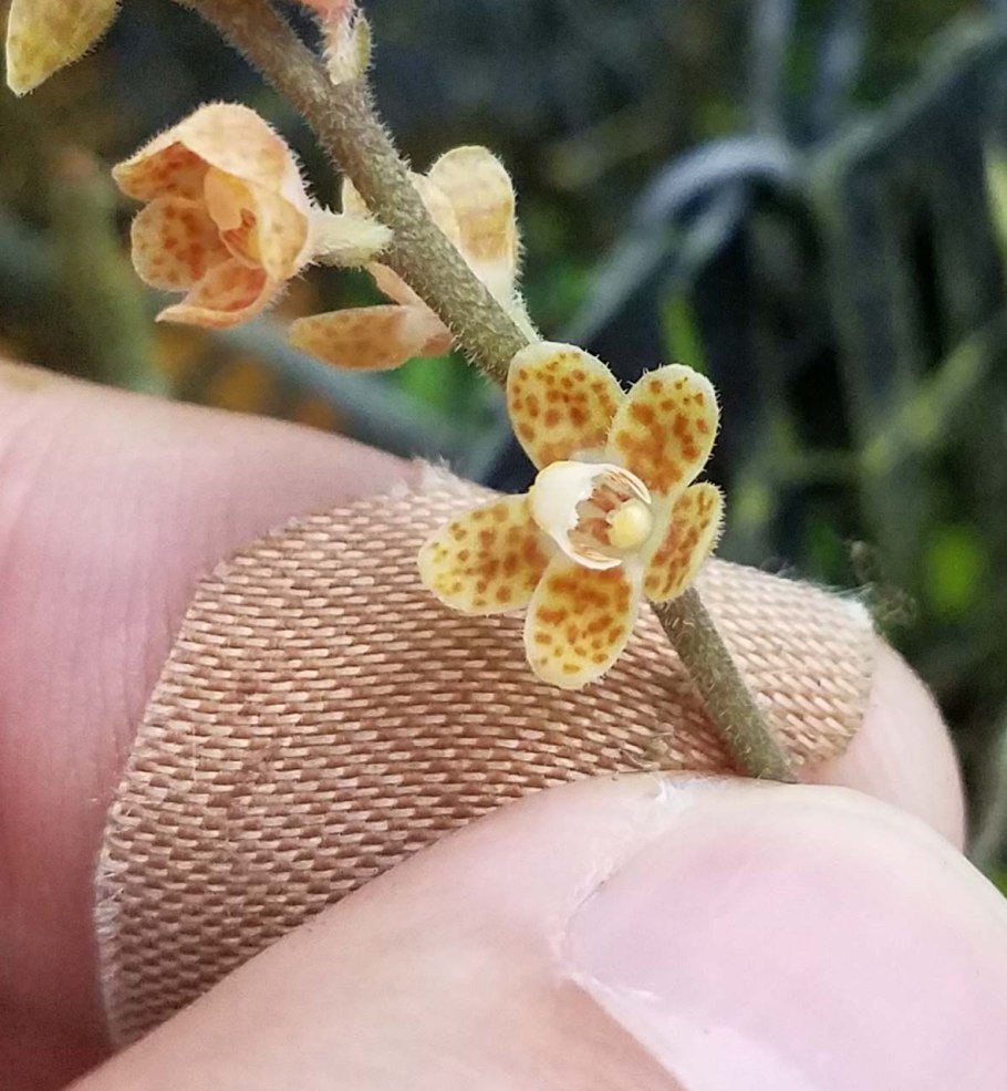 Хилошиста Орхидея