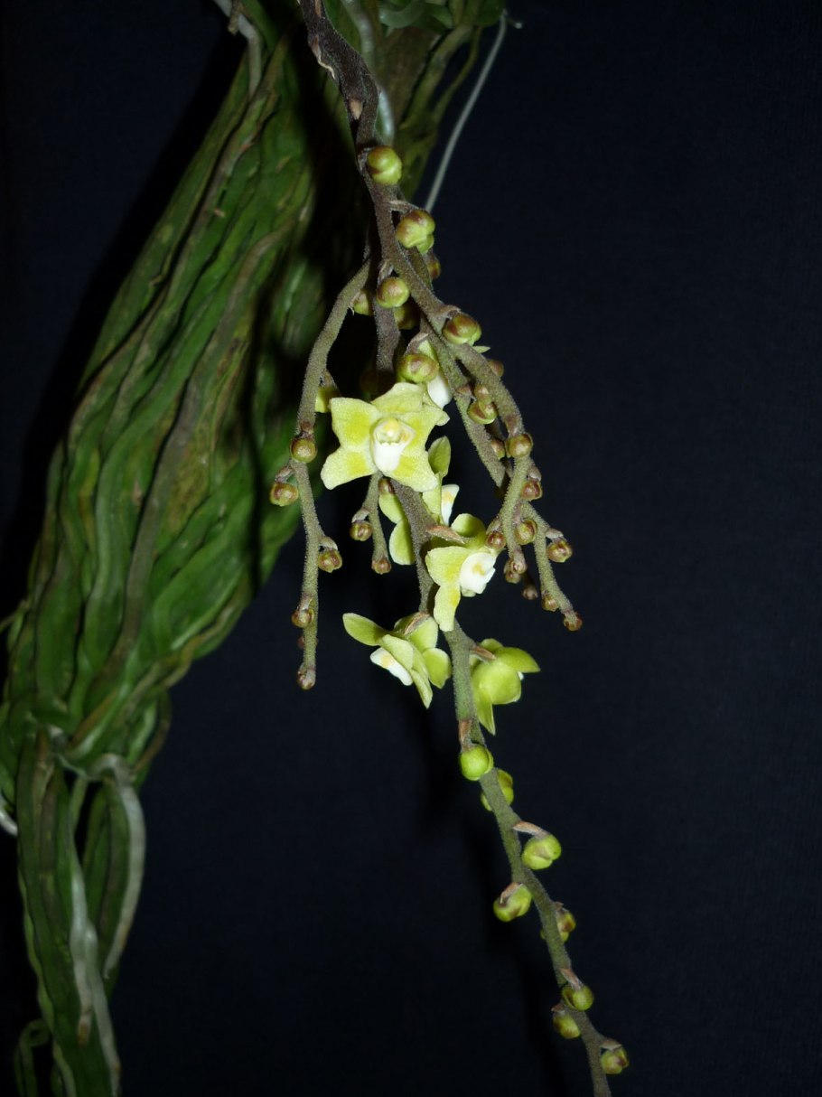 Chilochista viridiflora