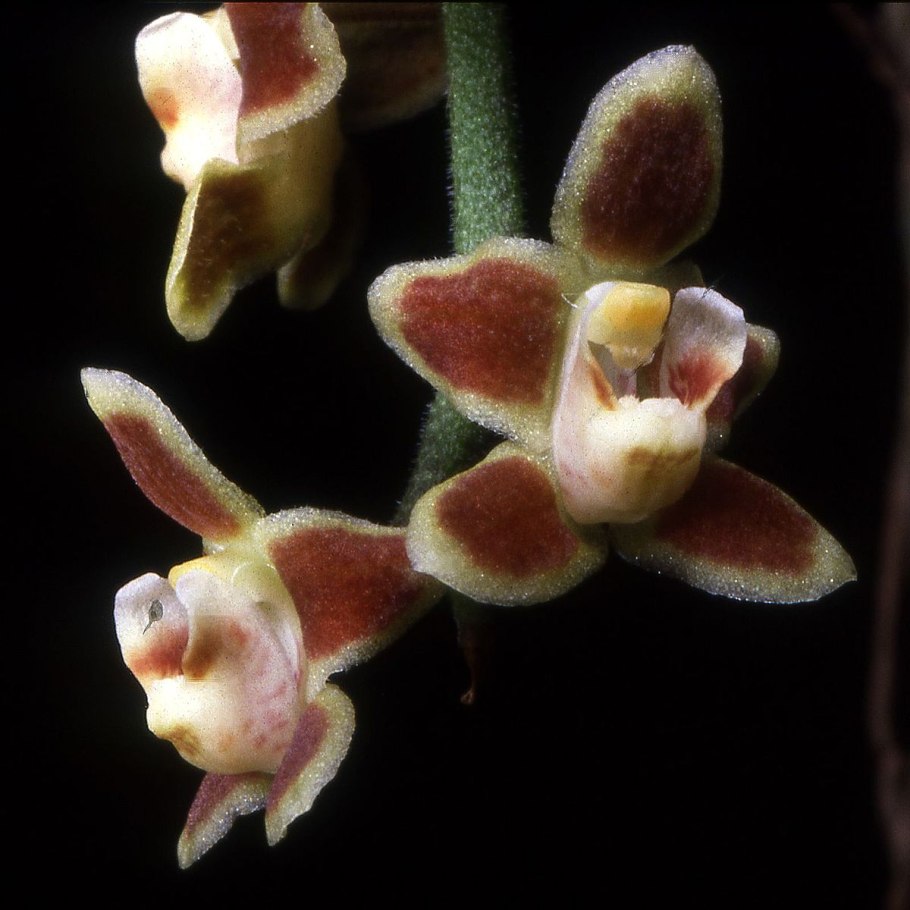 Хилошиста Орхидея