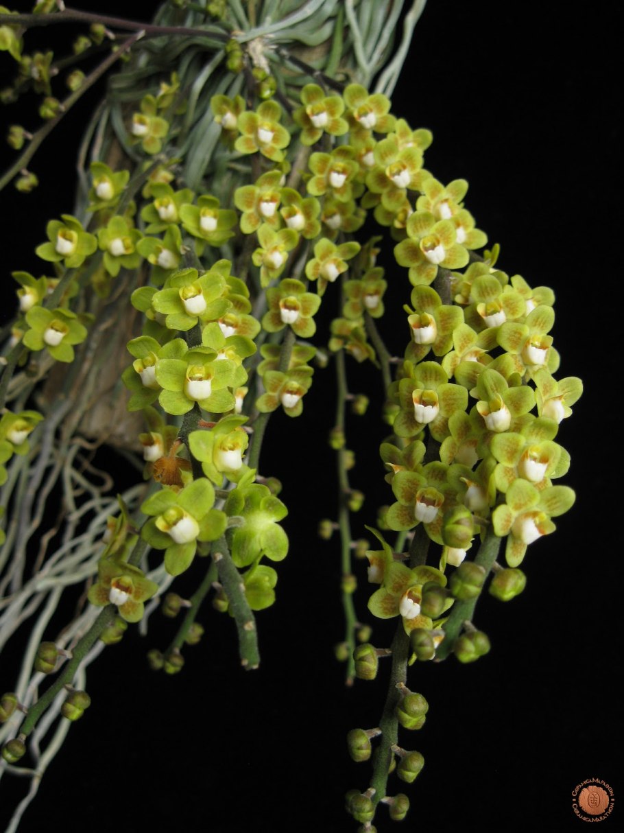 Chiloschista viridiflava