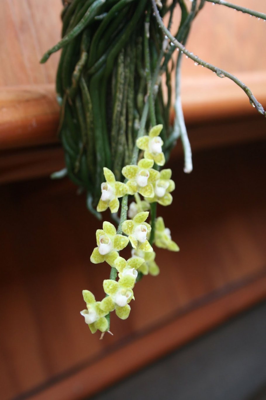 Chiloschista exuperei