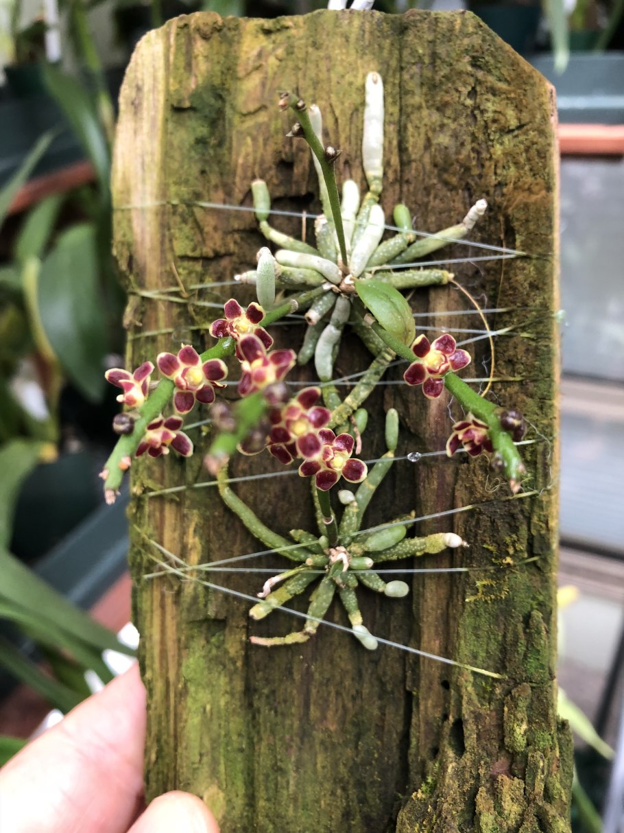 Chiloschista viridiflava (JQ-241,221)