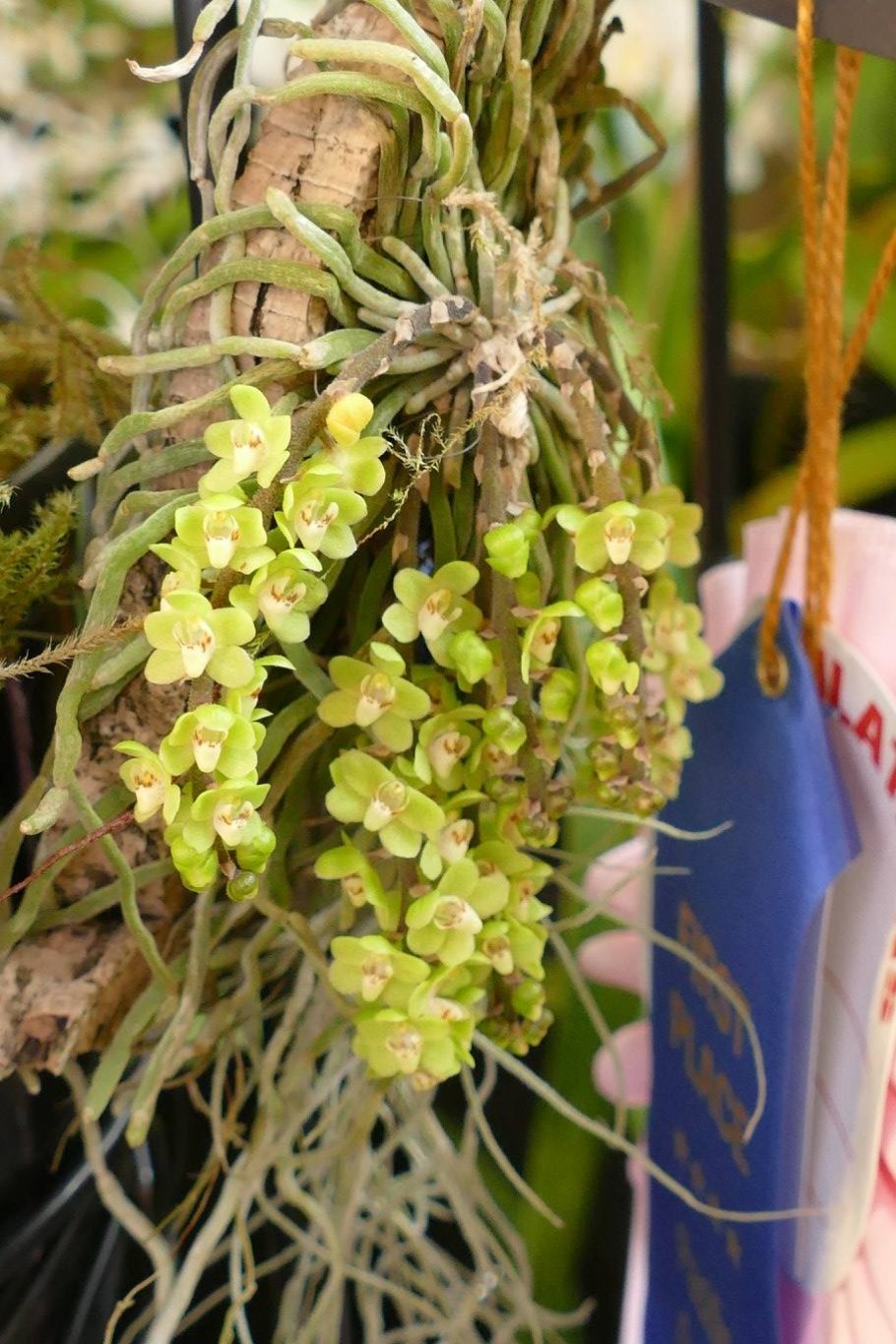 Chiloschista lunifera