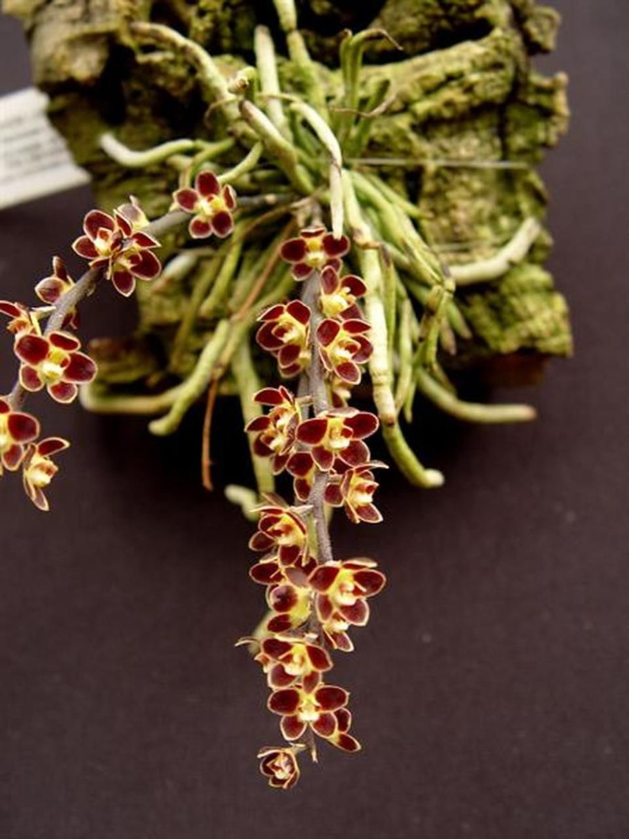 Хилошиста Орхидея