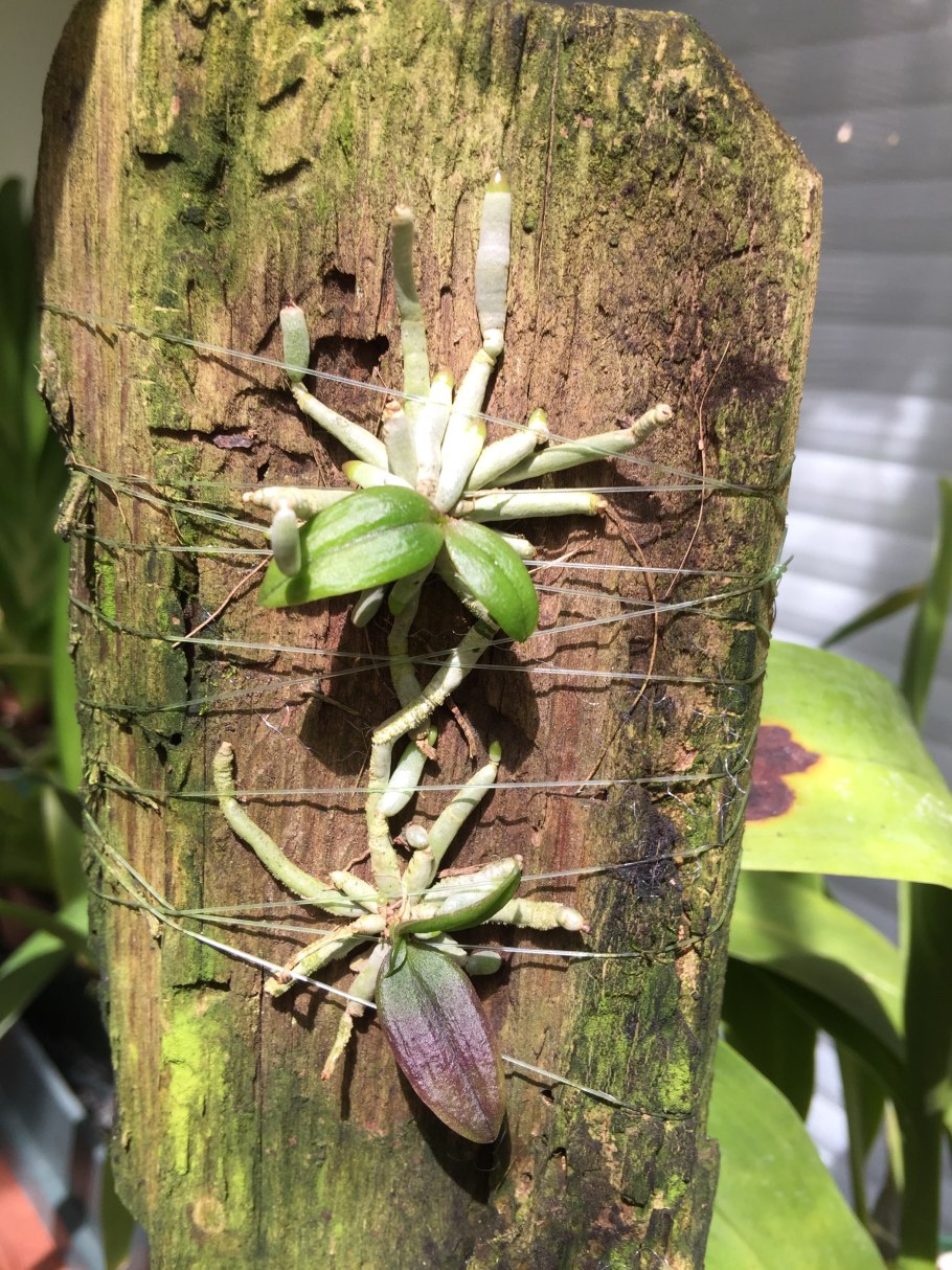 Шилошиста париши