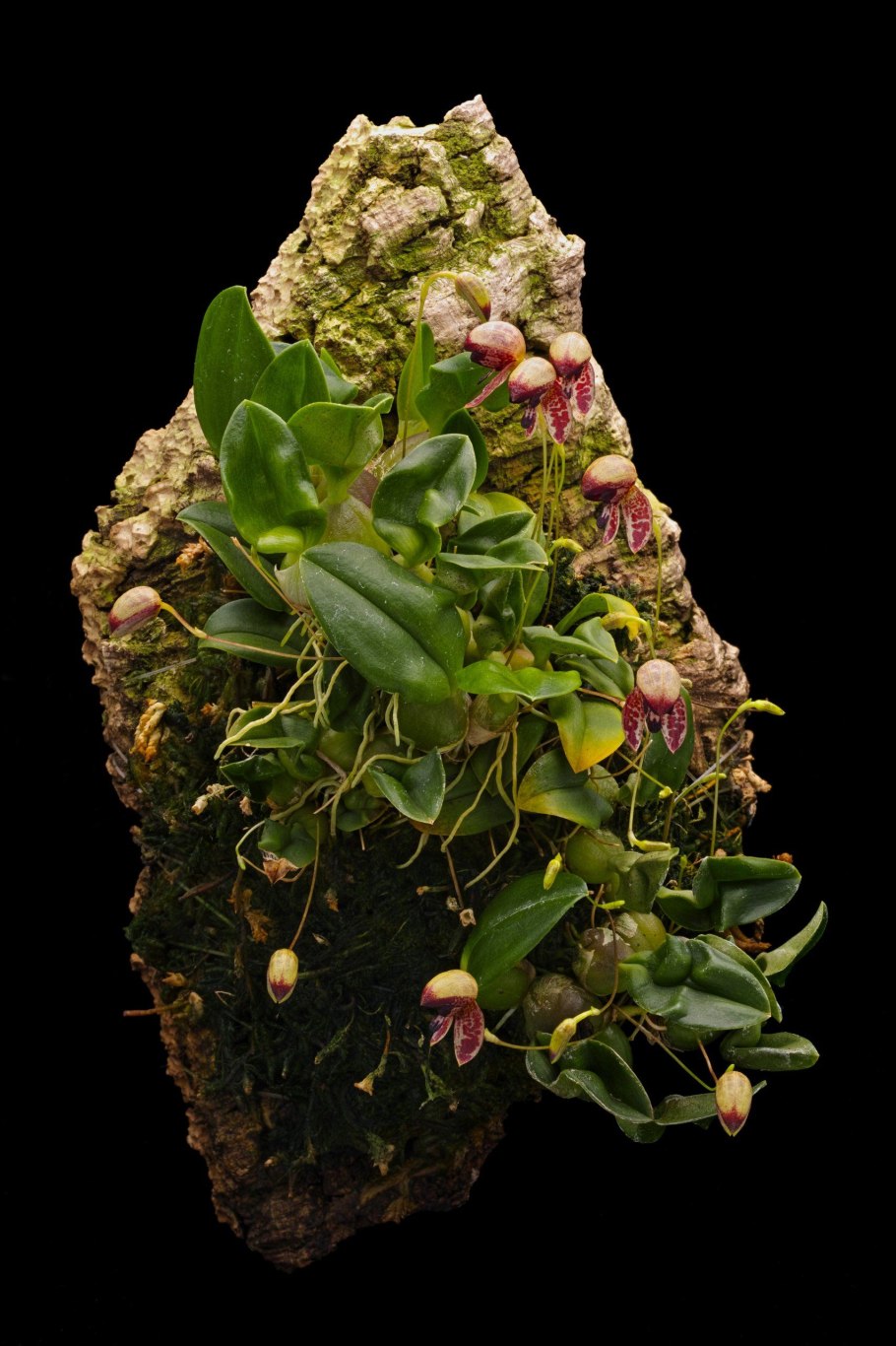 Шилошиста Орхидея