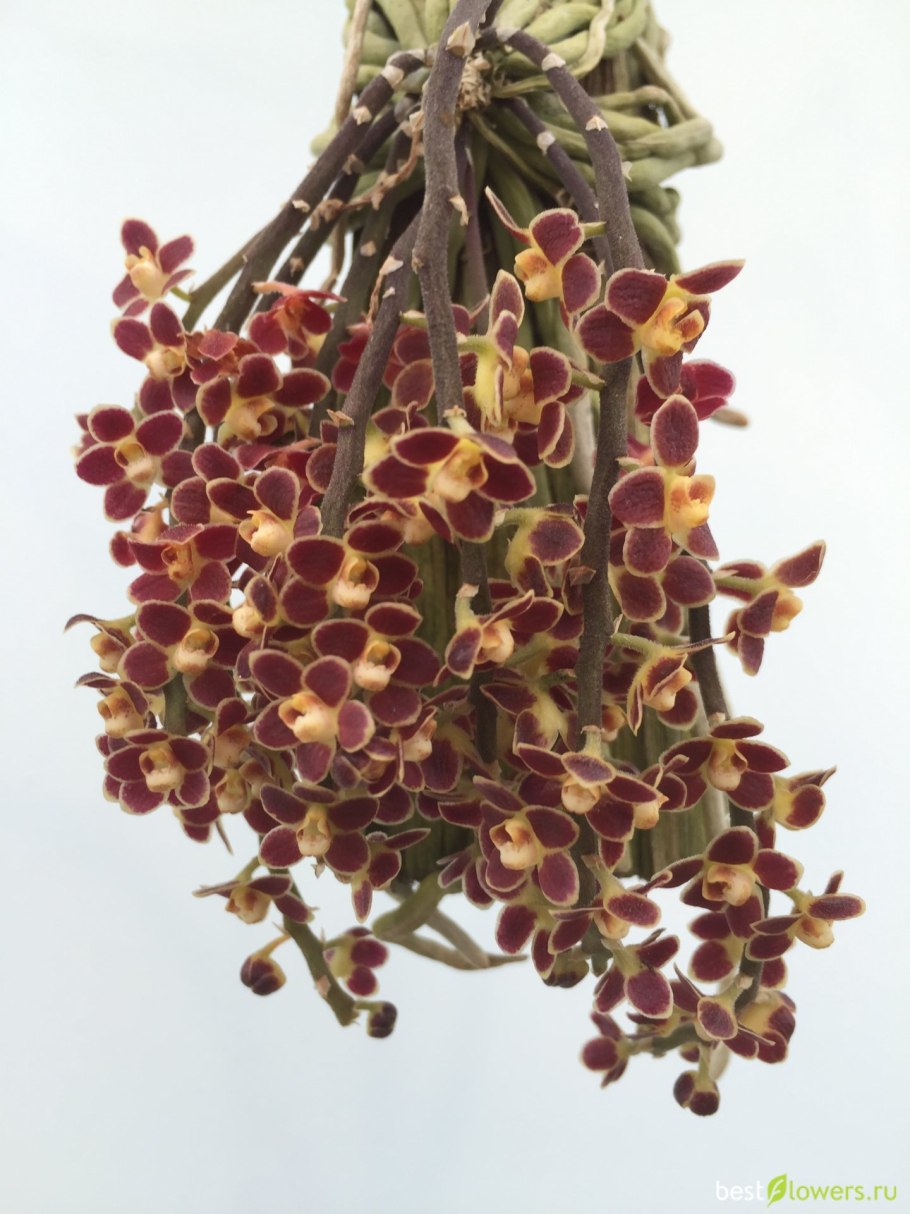 Орхидея Chiloschista lunifera