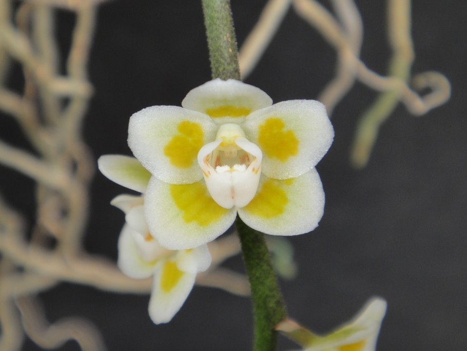 Chiloschista sweelemi