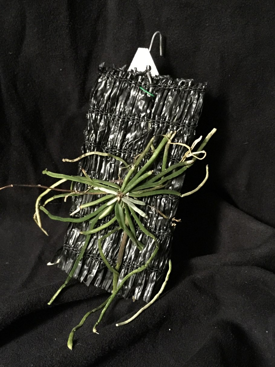 Chiloschista viridiflava