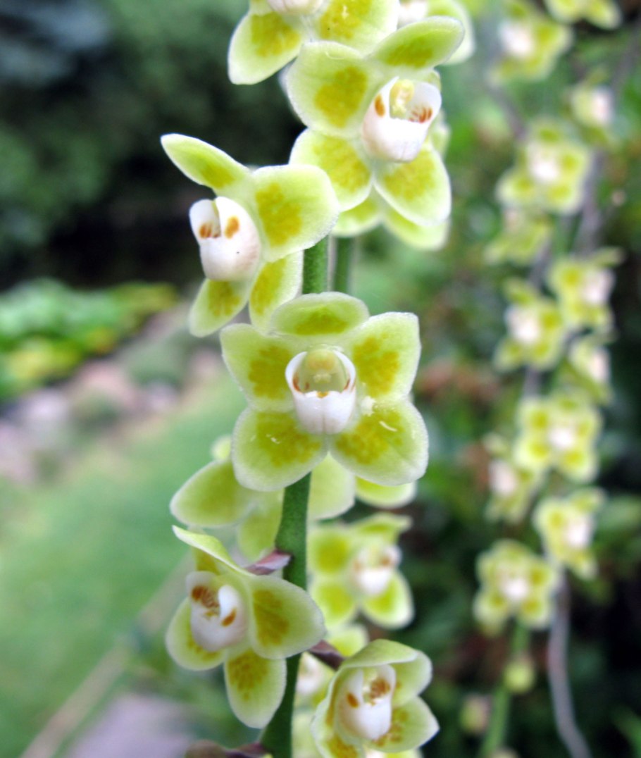 Чилочиста Лунифера