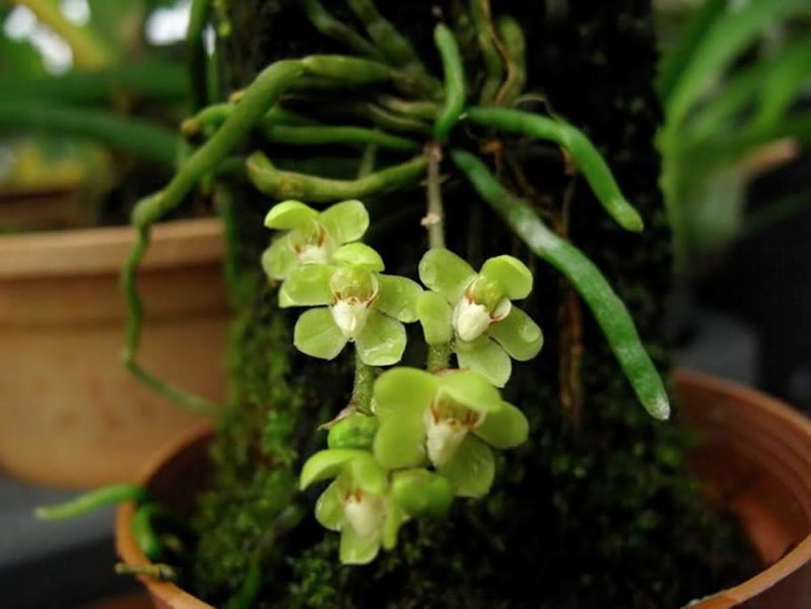 Шилошиста фласка высадка