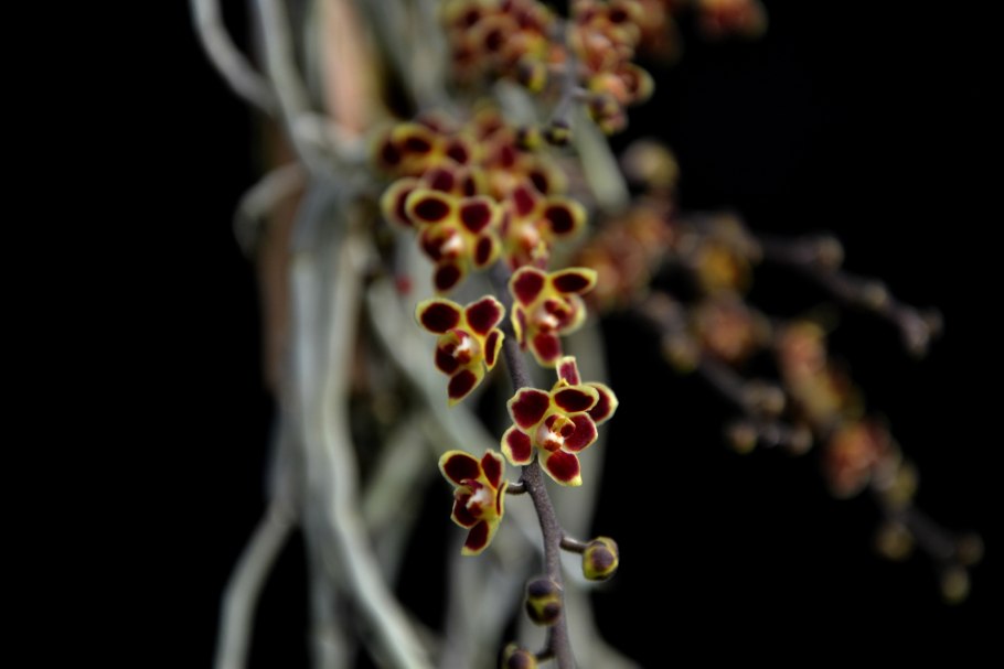 Chiloschista viridiflora × sib