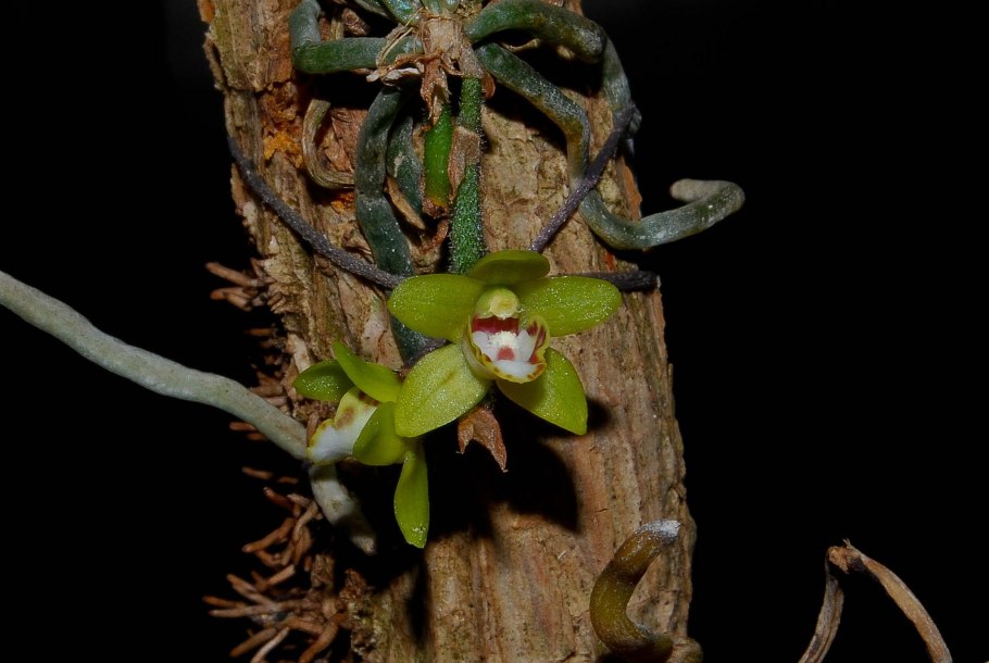 Шилошиста Лунифера