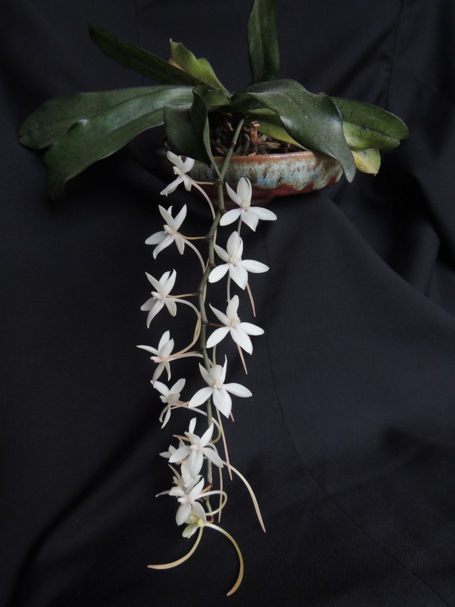 Chiloschista extinctoriformis