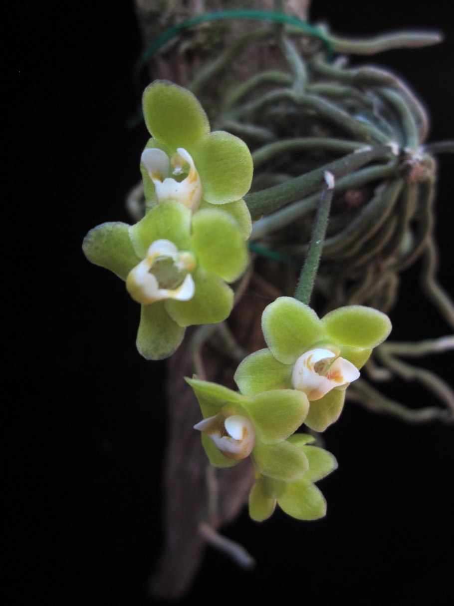 Chiloschista nakornpanomensis Орхидея