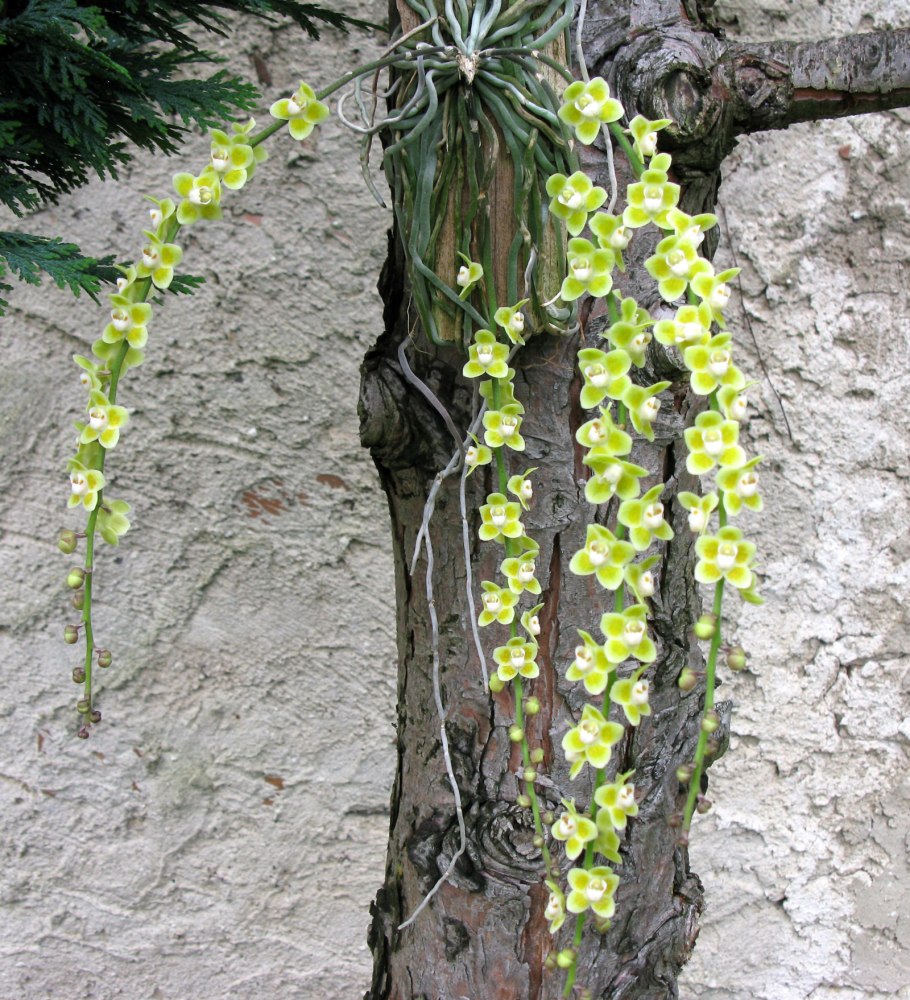 Орхидея Chiloschista viridiflora