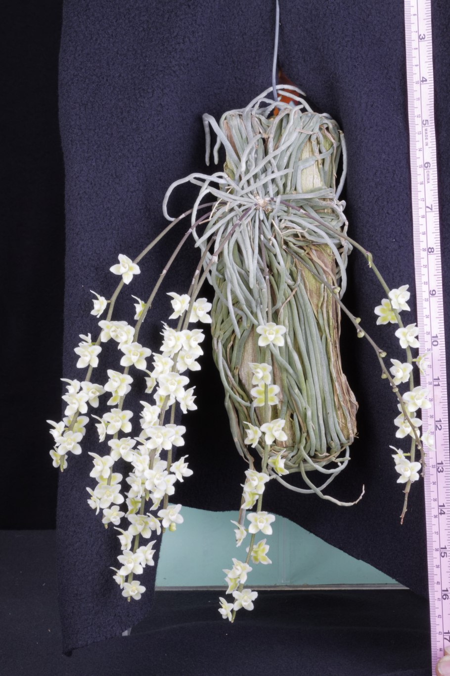 Орхидея Chiloschista