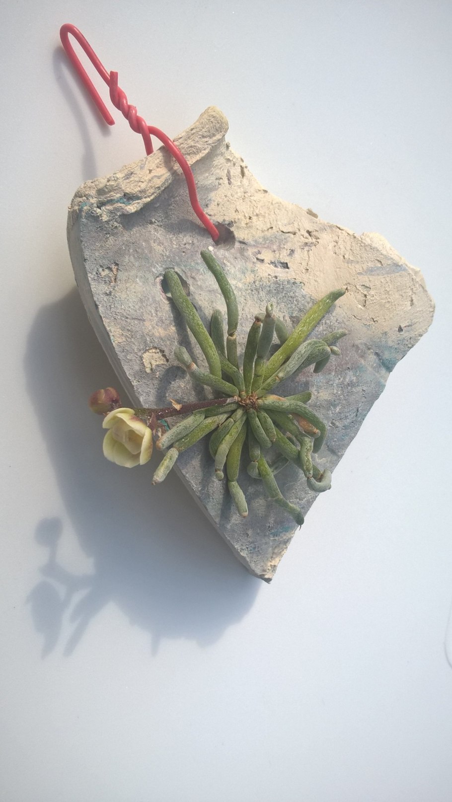 Lankesterella oligantha