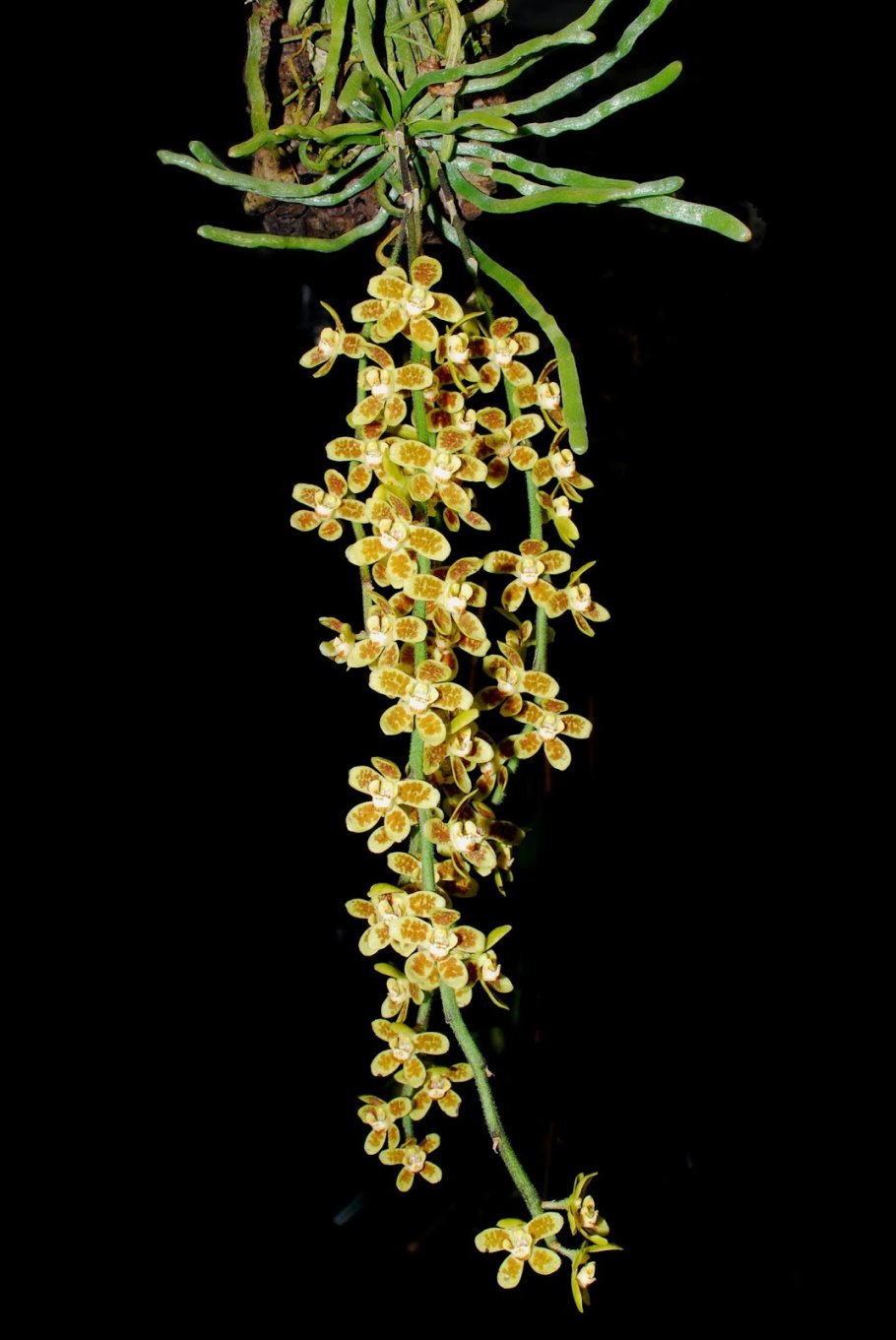 Bulbophyllum rothschildianum