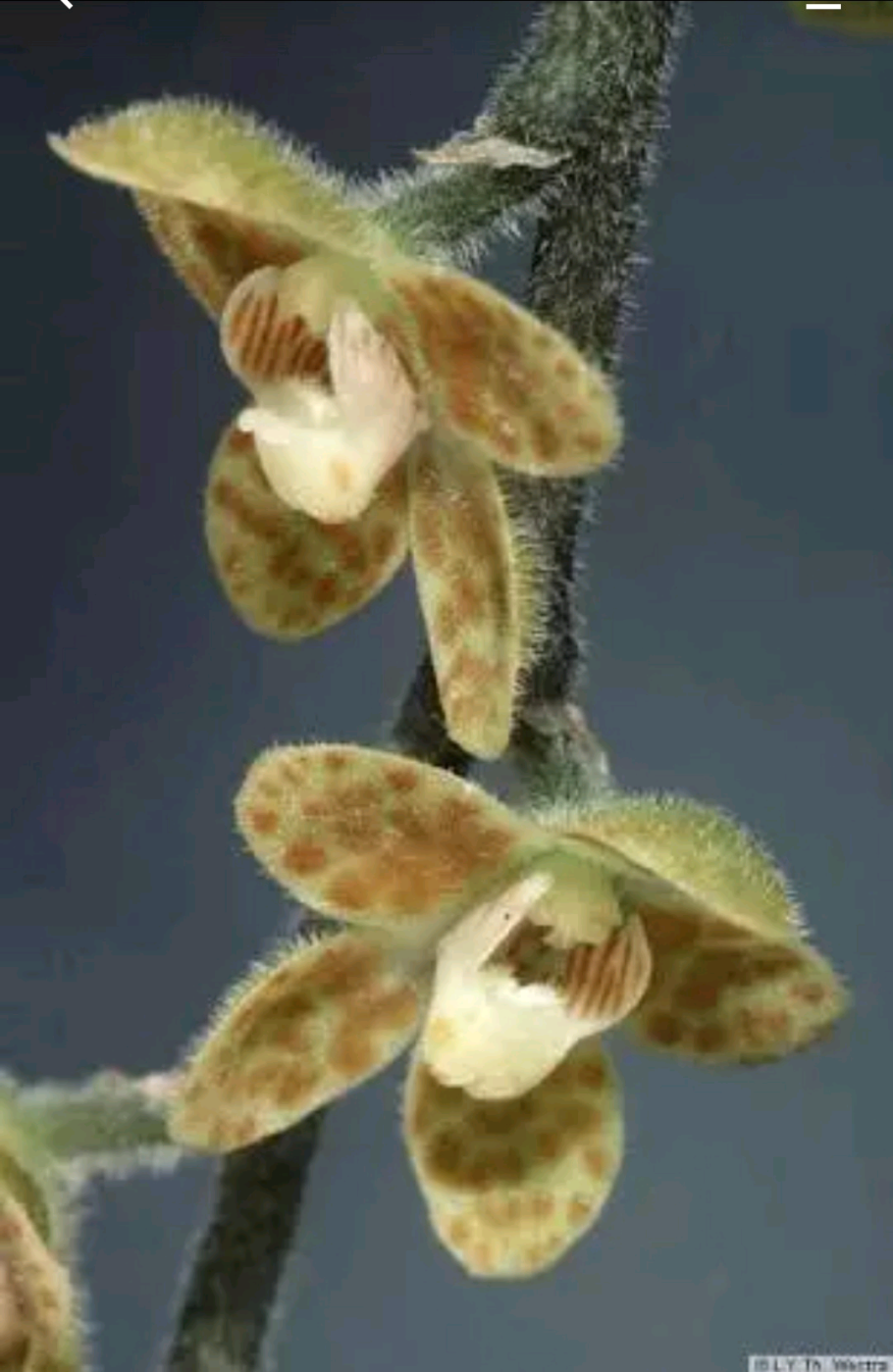 Орхидея Шилошиста Лунифера