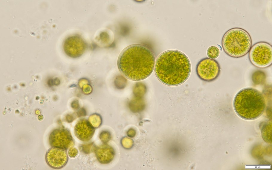 Хламидомонада фагоцитоз