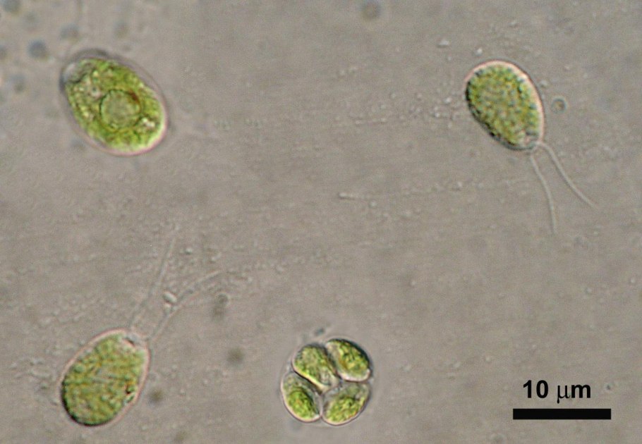 Хламидомонада под микроскопом