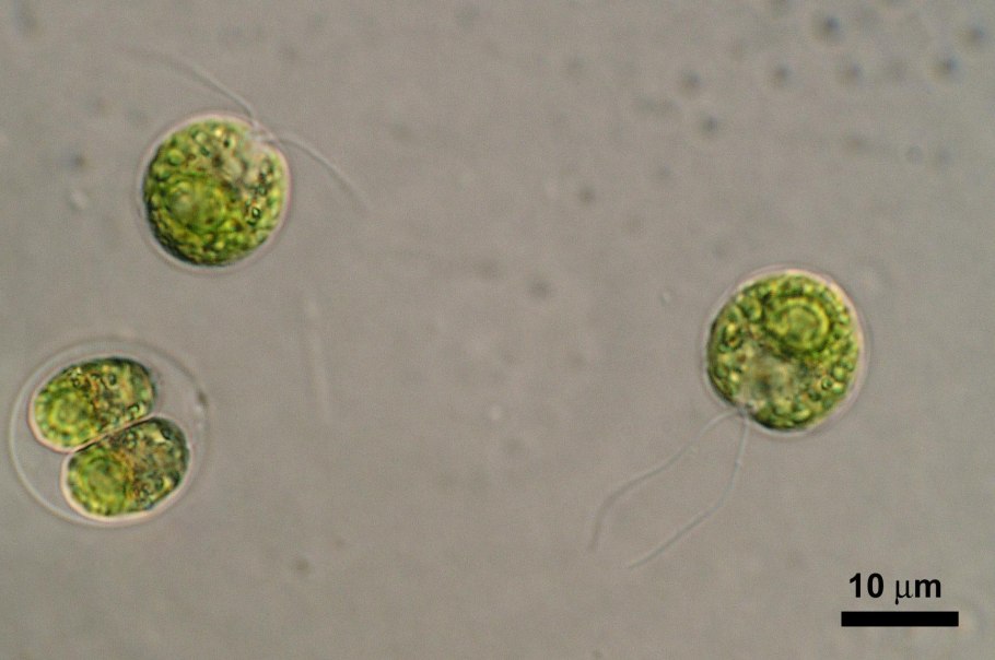 Хламидомонада микроскоп