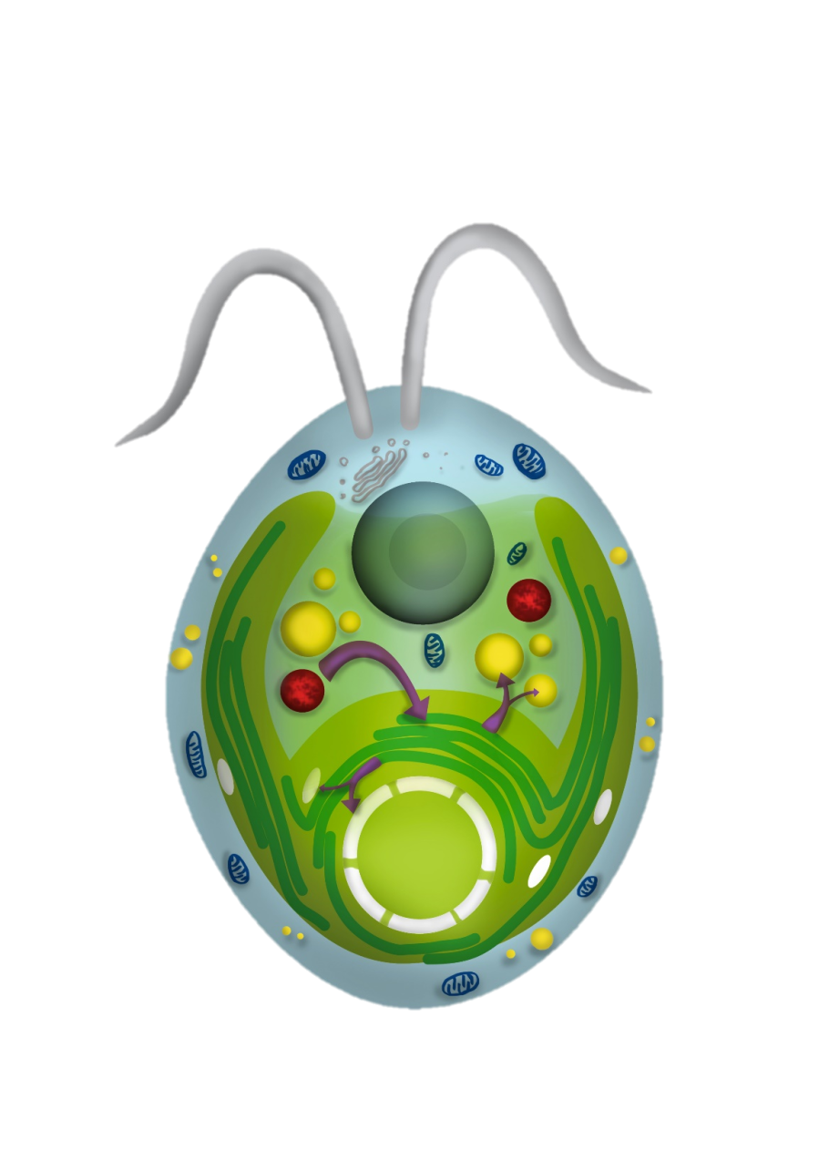 Хламидомонада Монада