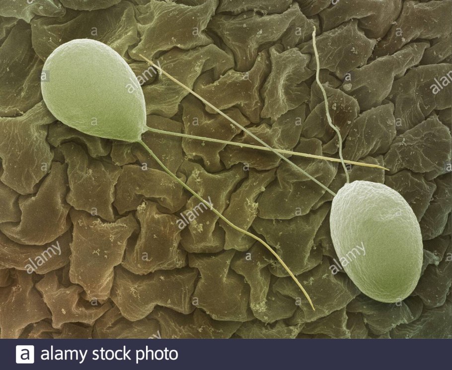 Хламидомонада хлорофилл