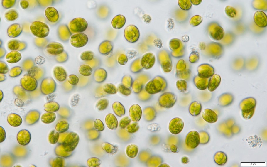 Хламидомонада водоросль микроскоп