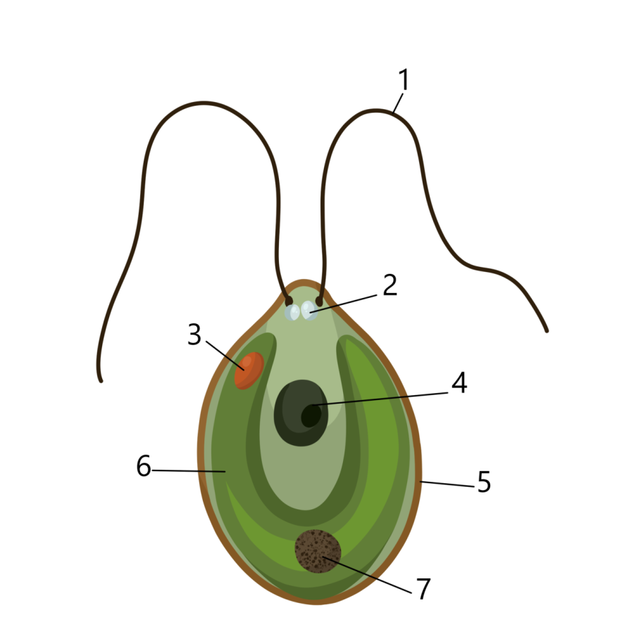 Строение клетки Chlamydomonas
