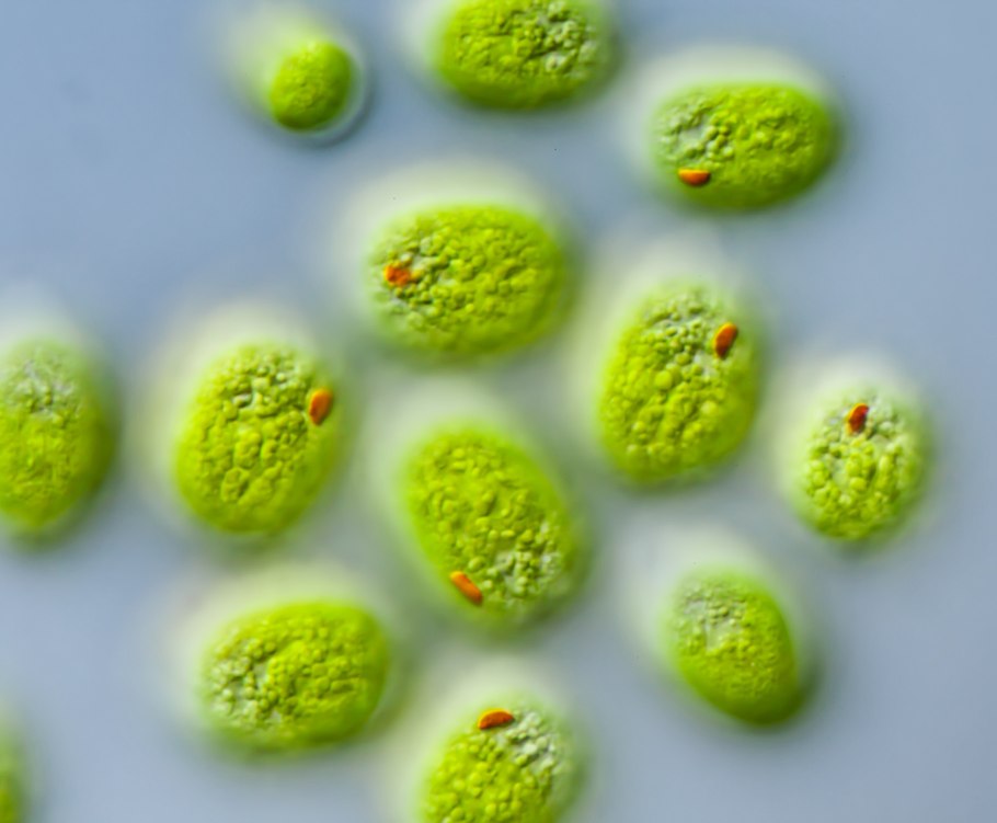 Таксис хламидомонада