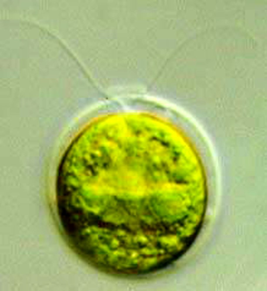 Астаксантин Haematococcus