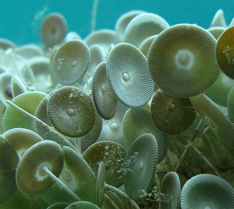 Многоклеточные организмы фото