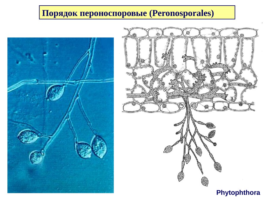 Гаметогенез это периоды овогенеза