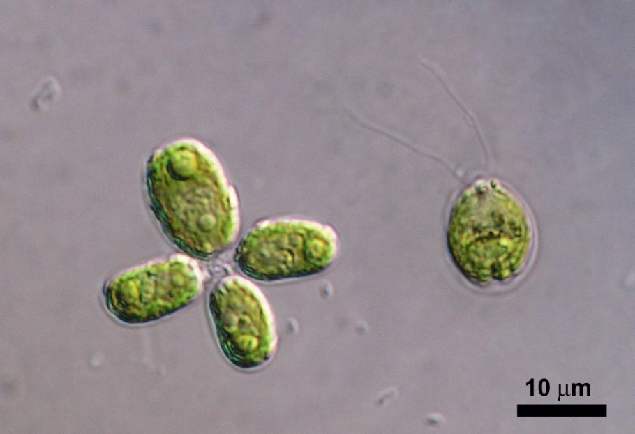 Изогамия хламидомонады