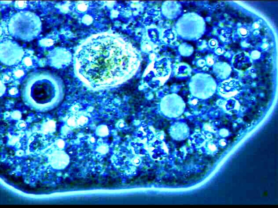 Красный снег и Снежная хламидомонада