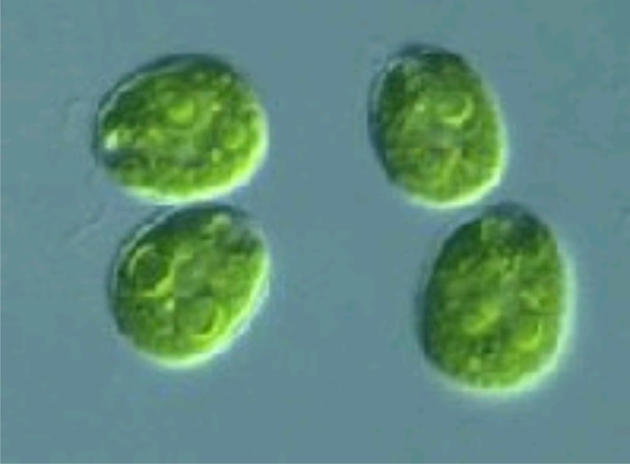 Эвглена зеленая