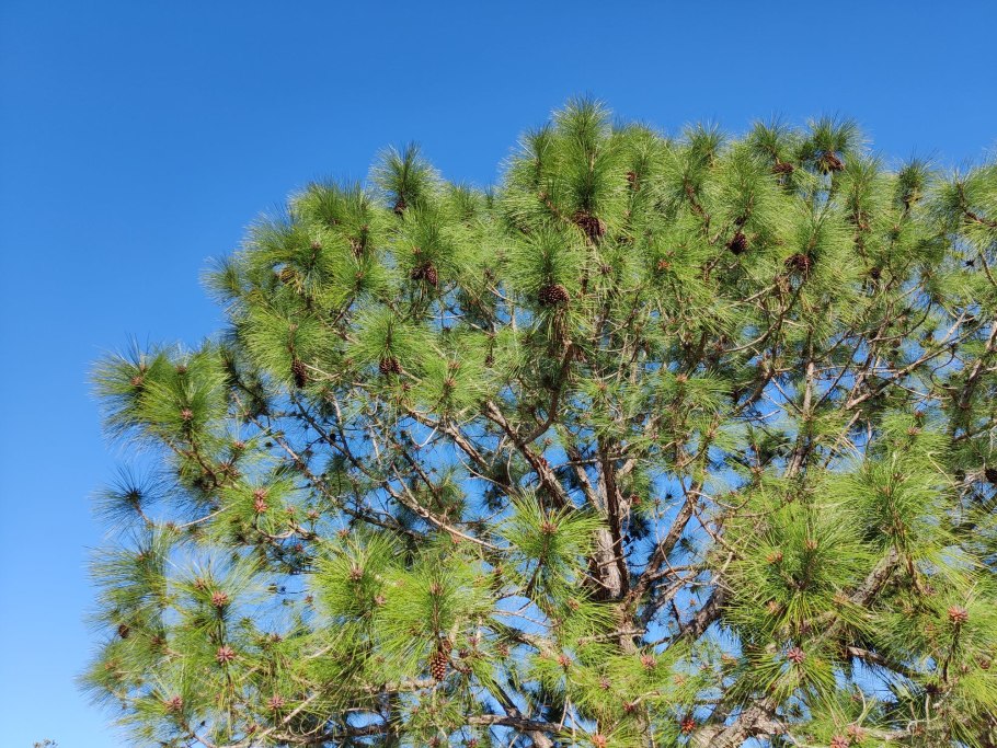 Японская белая сосна