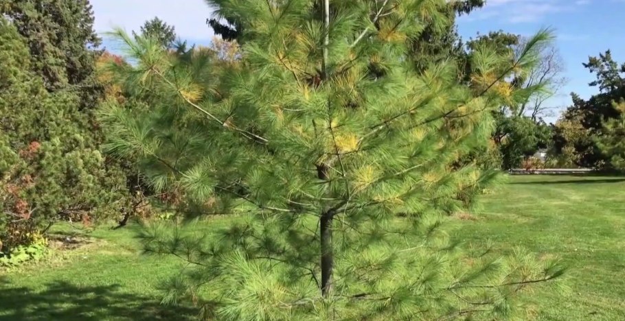 Сосна Веймутова Пумила